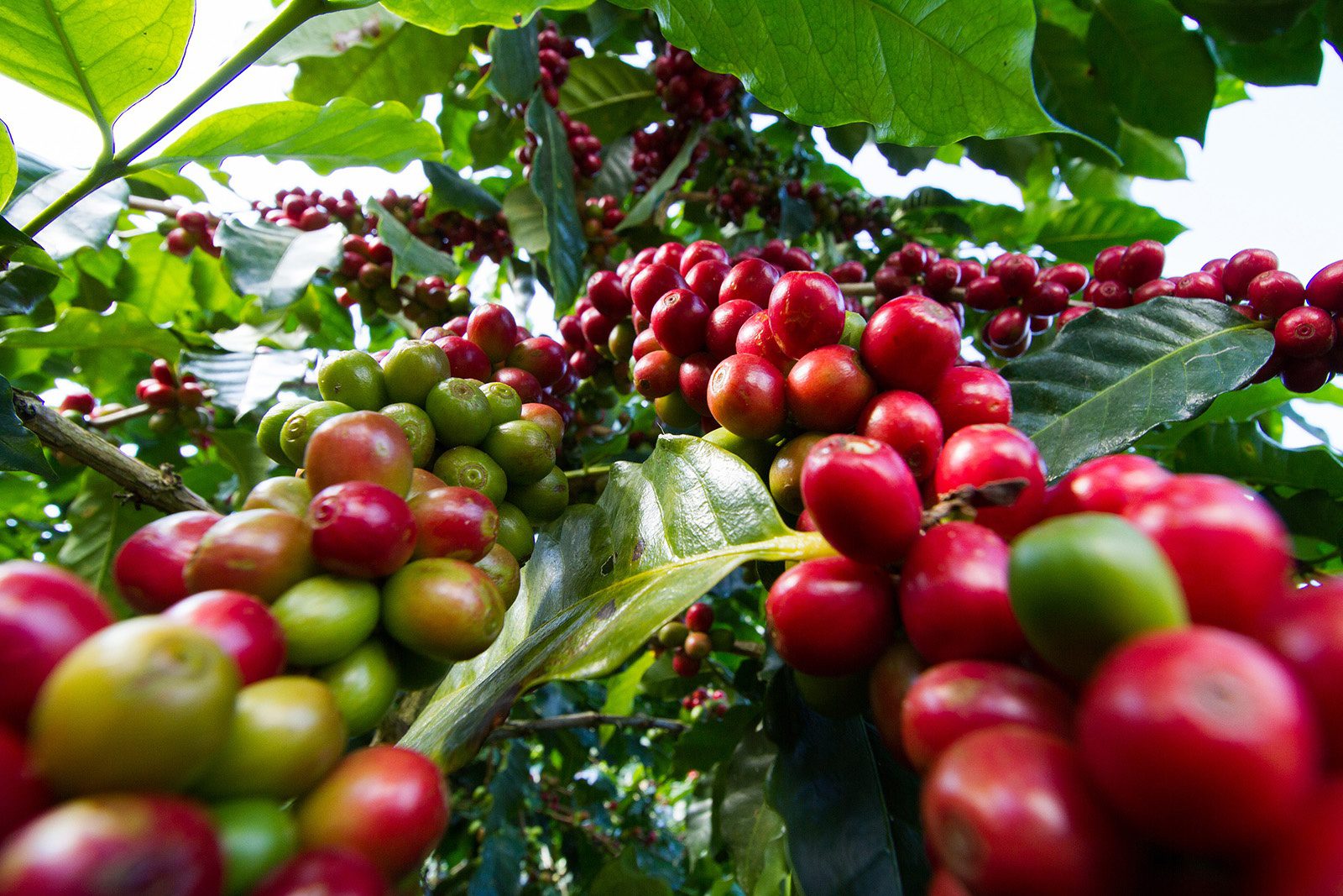 Nimmo Global Coffee Farm